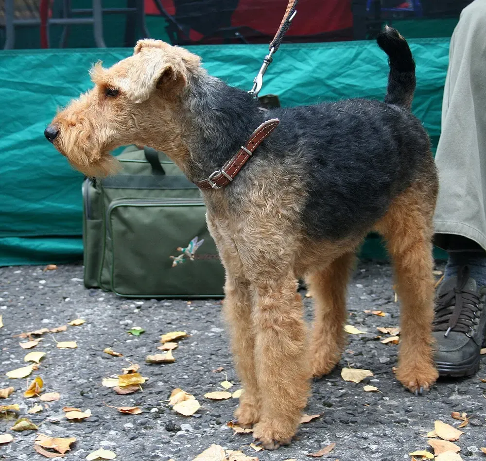 Terrier galés: foto 3