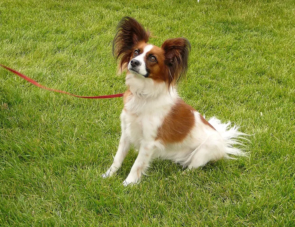 Spaniel enano continental (Papillón / Phalène): foto 3