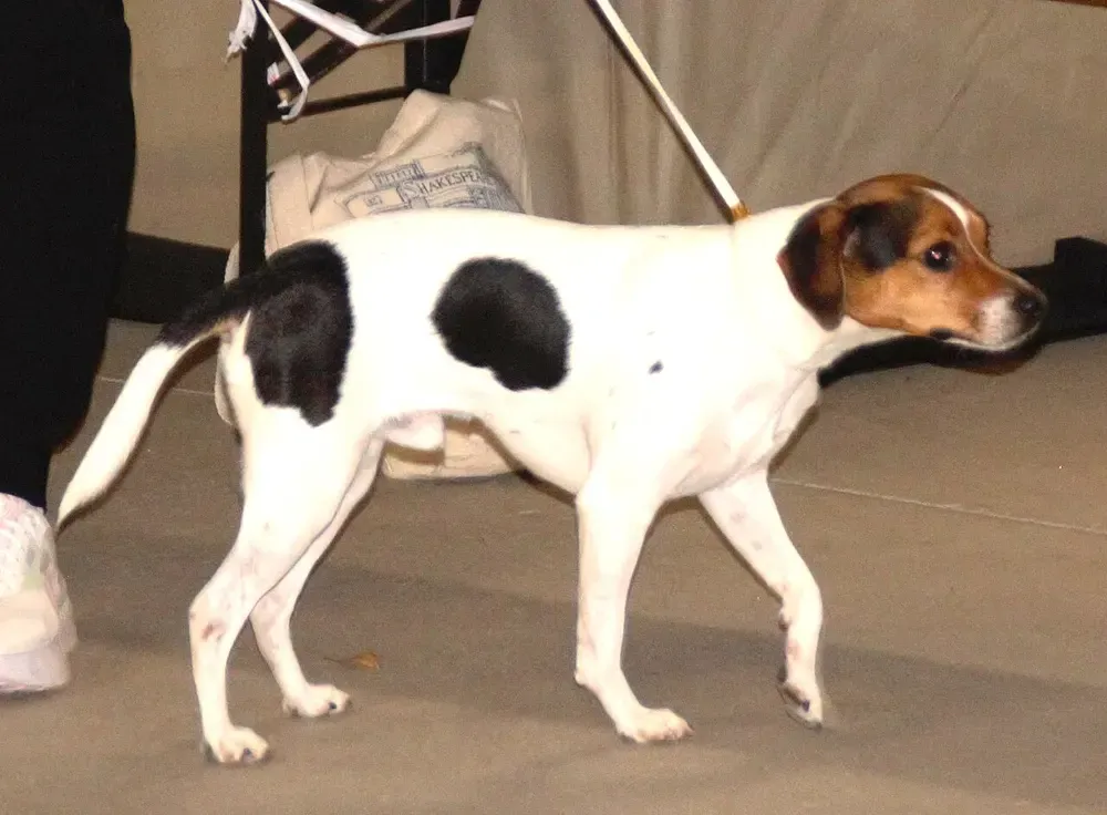 Perro de granja danés-sueco: foto 3