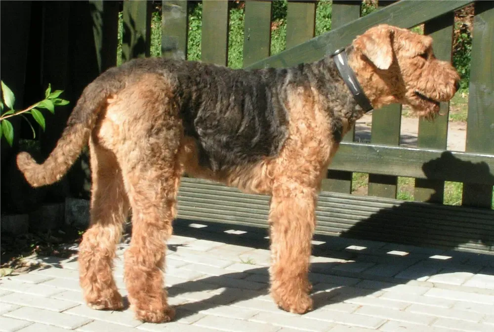 Airedale terrier: foto 3