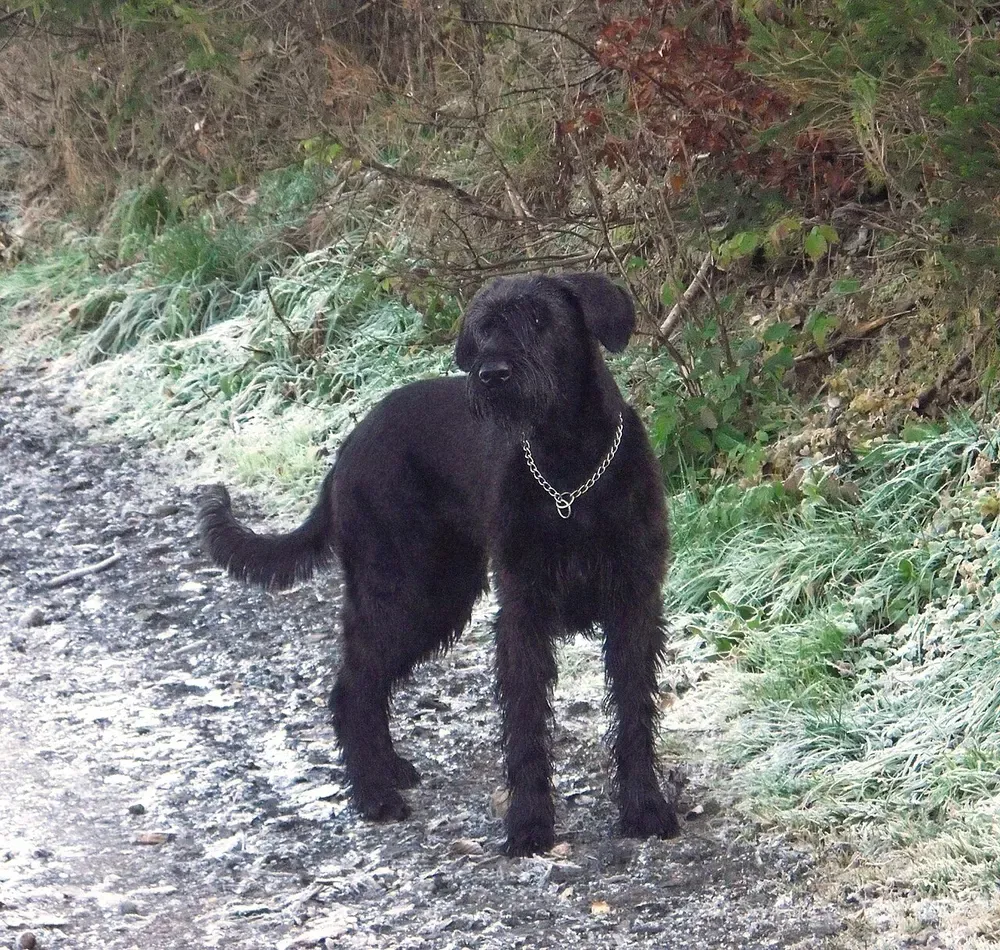 Schnauzer gigante: foto 3