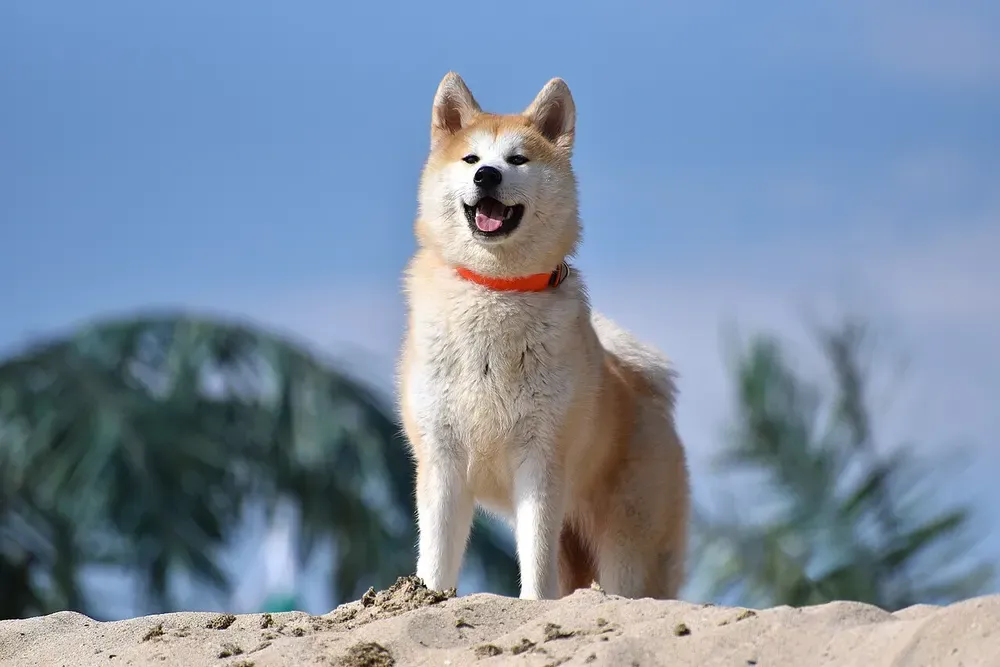 Akita inu: foto 3