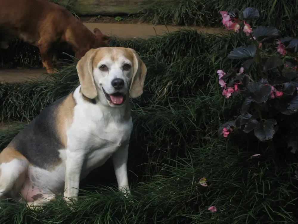 Beagle: foto 3