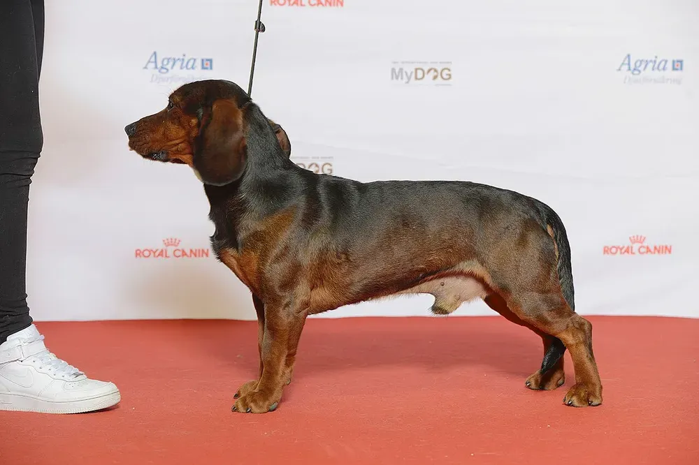 Basset de los Alpes: foto 3
