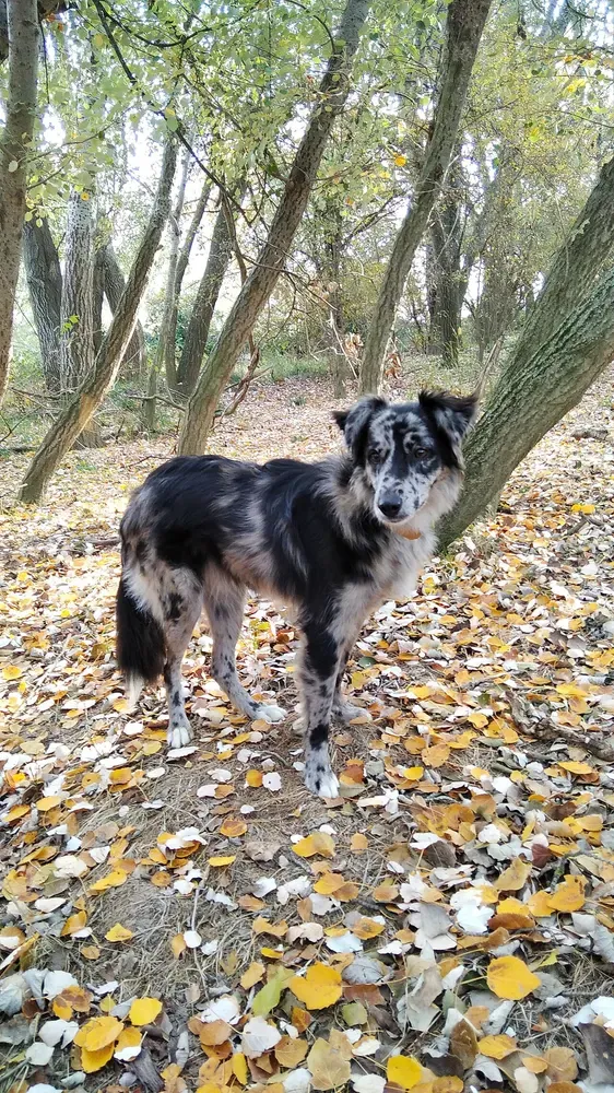 Carea leonés: foto 3