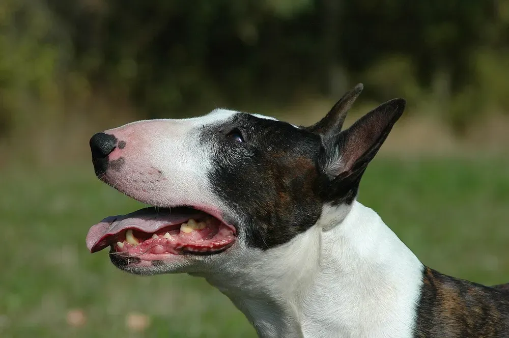 Bull terrier: foto 3
