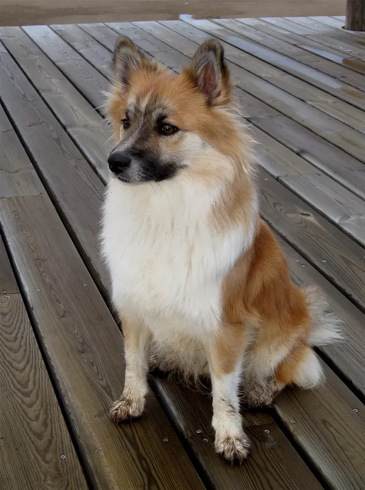 Perro pastor islandés: foto 3