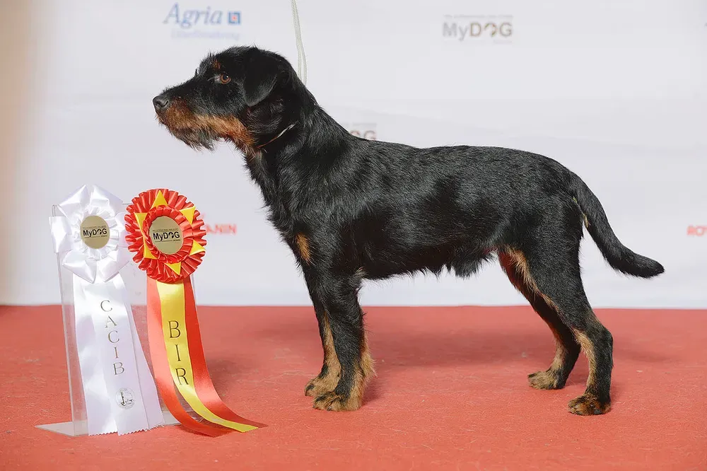 Terrier alemán de caza: foto 3