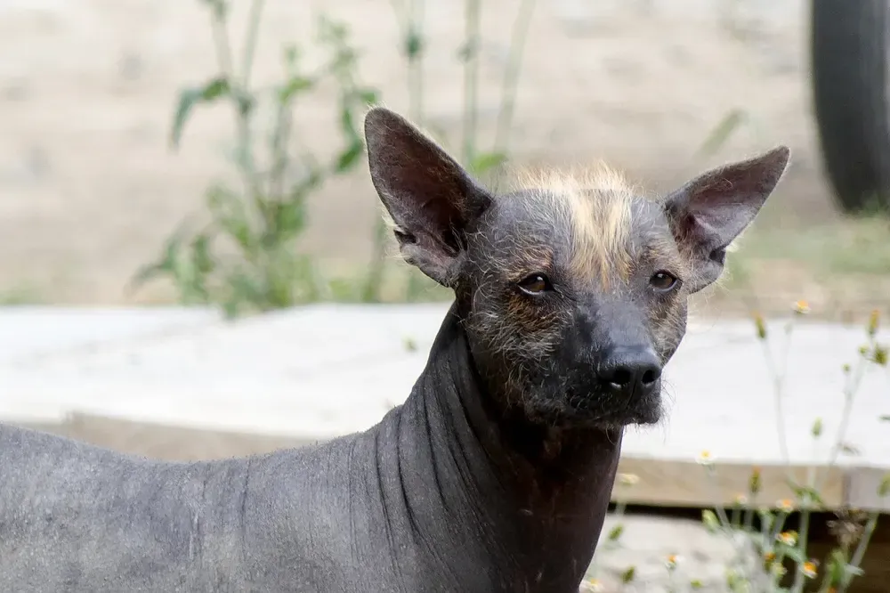 Xoloitzcuintle (perro sin pelo mexicano): foto 3