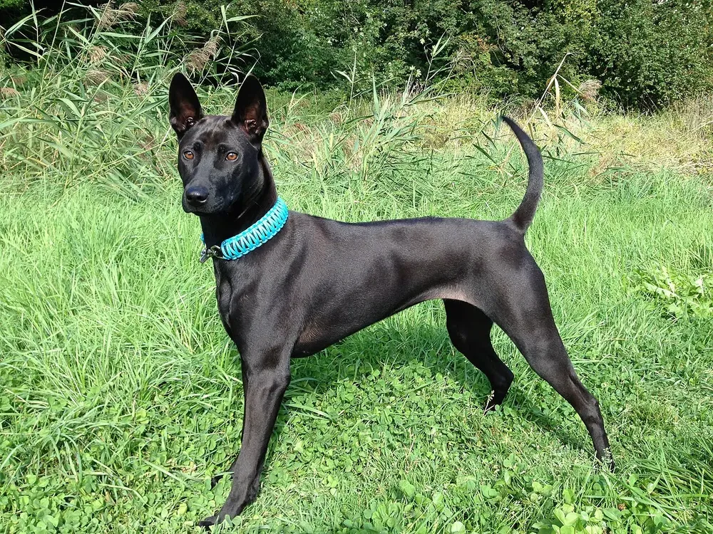 Thai ridgeback: foto 3