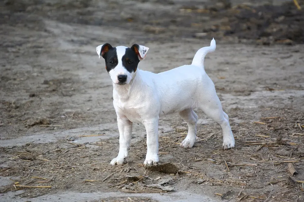 Jack Russell terrier: foto 3