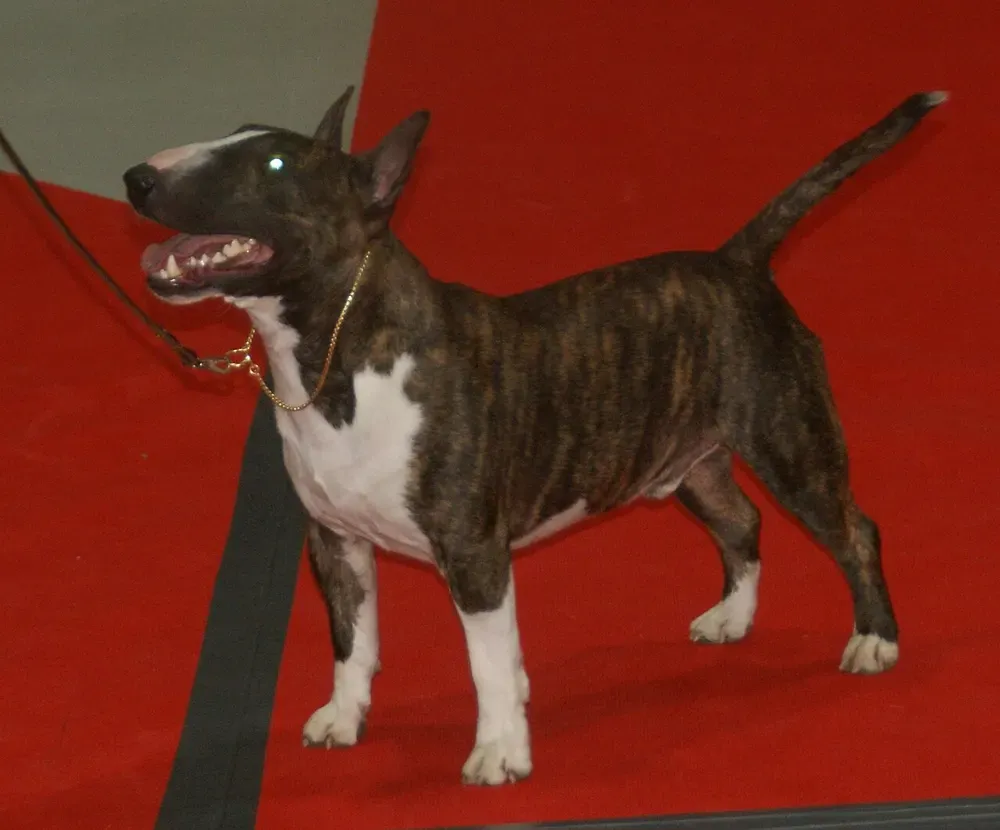 Bull terrier miniatura: foto 3