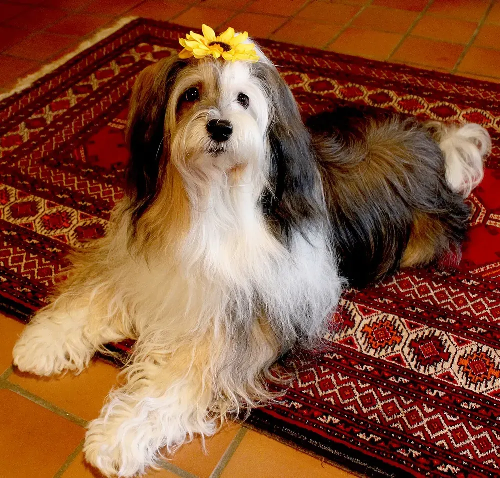 Terrier tibetano: foto 3