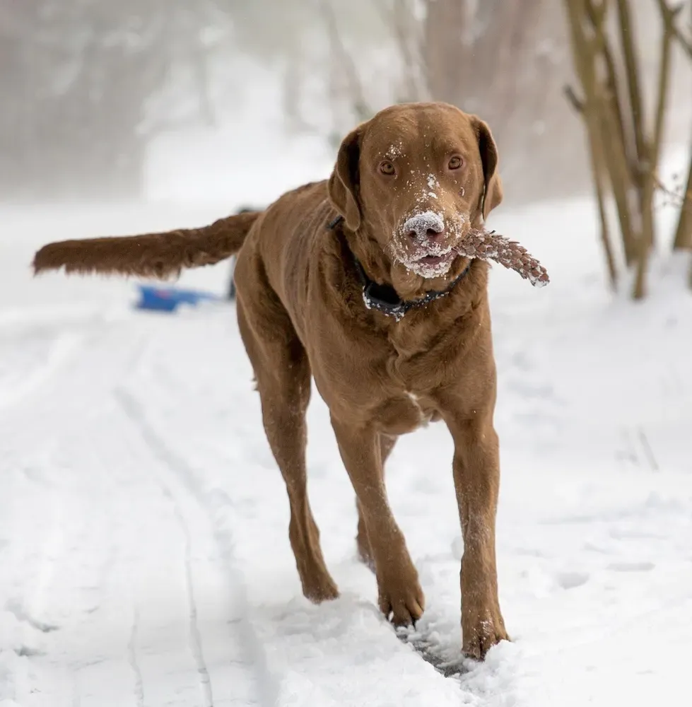 Chesapeake Bay retriever: foto 3