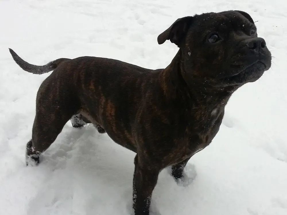 Staffordshire bull terrier: foto 3