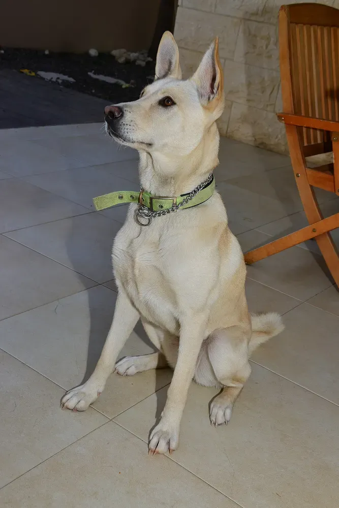 Perro de Canaán: foto 3