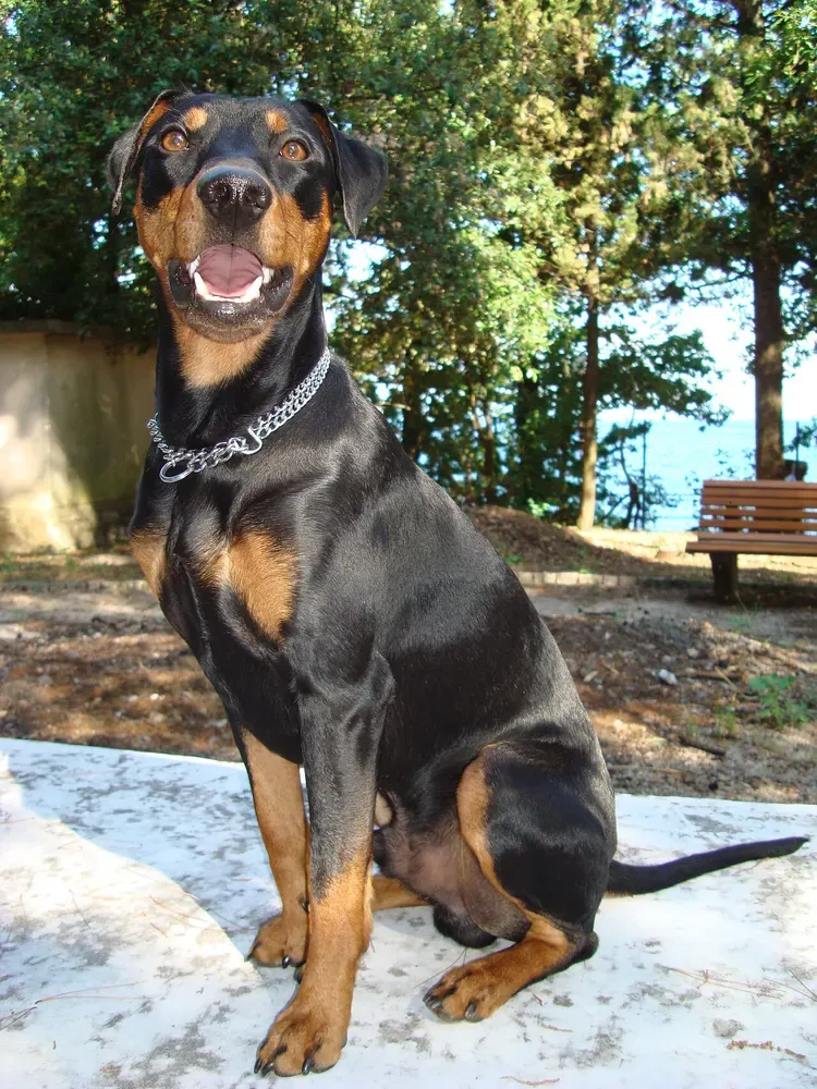 Pinscher alemán: foto 3