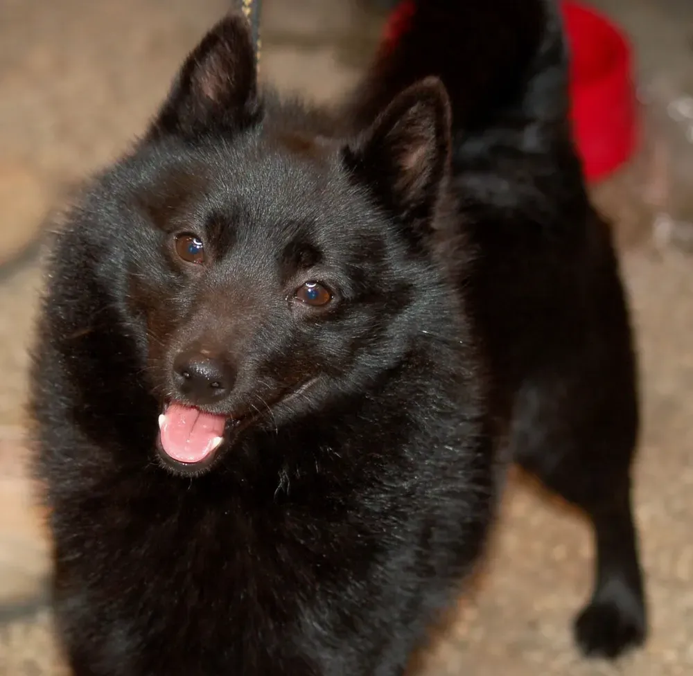 Schipperke: foto 3