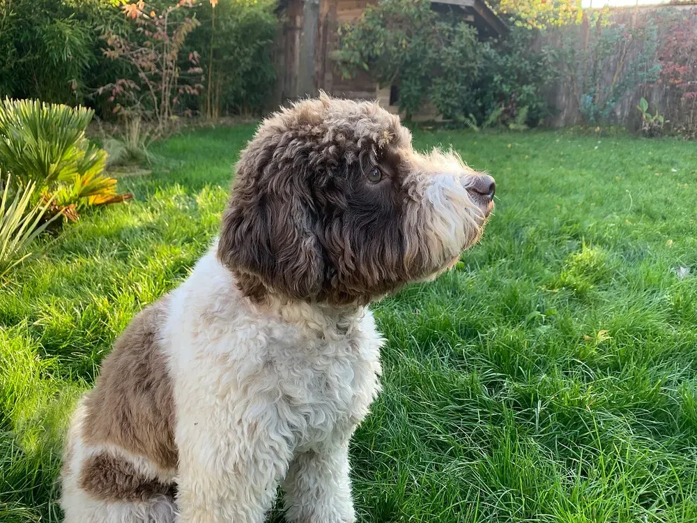 Lagotto romagnolo: foto 3