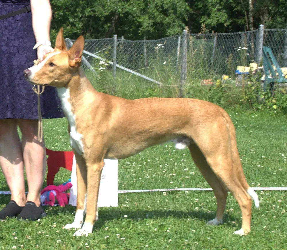 Podenco portugués: foto 3
