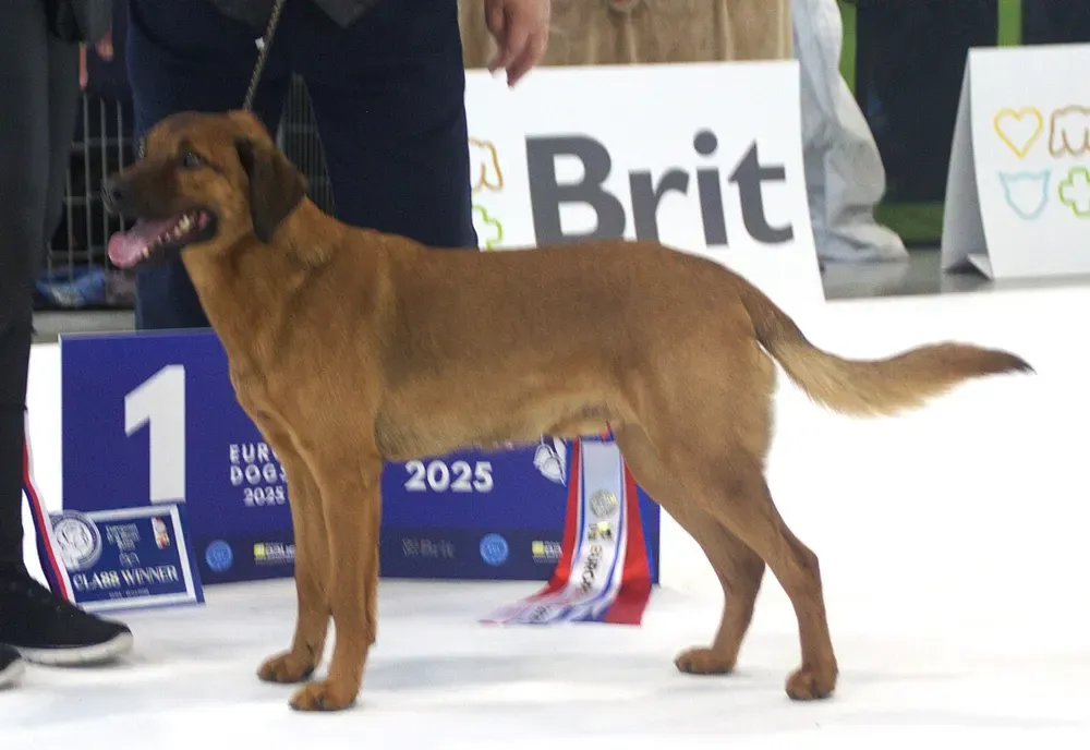 Pinscher austriaco: foto 3