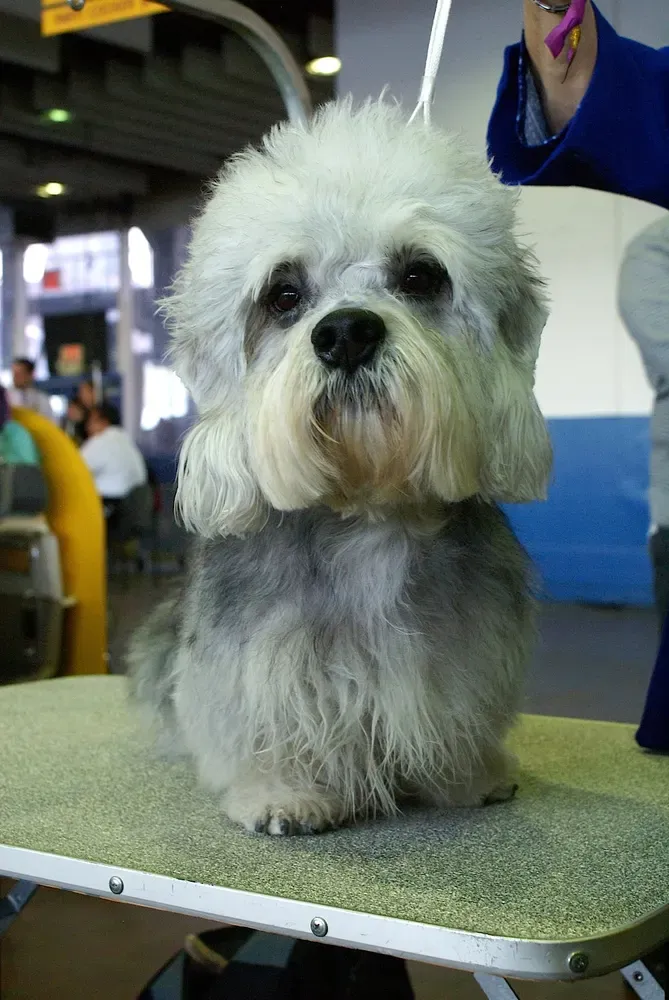 Dandie Dinmont terrier: foto 3