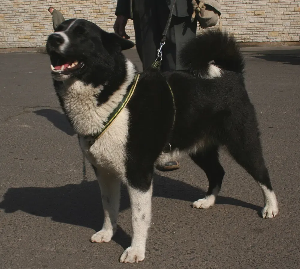 Perro de osos de Carelia: foto 3
