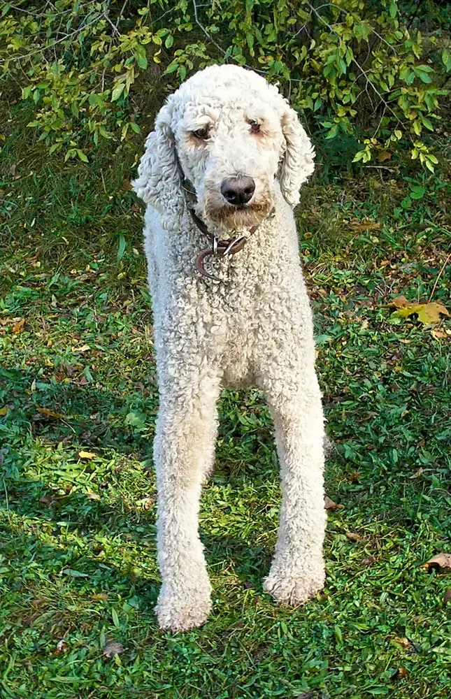 Caniche gigante: foto 3