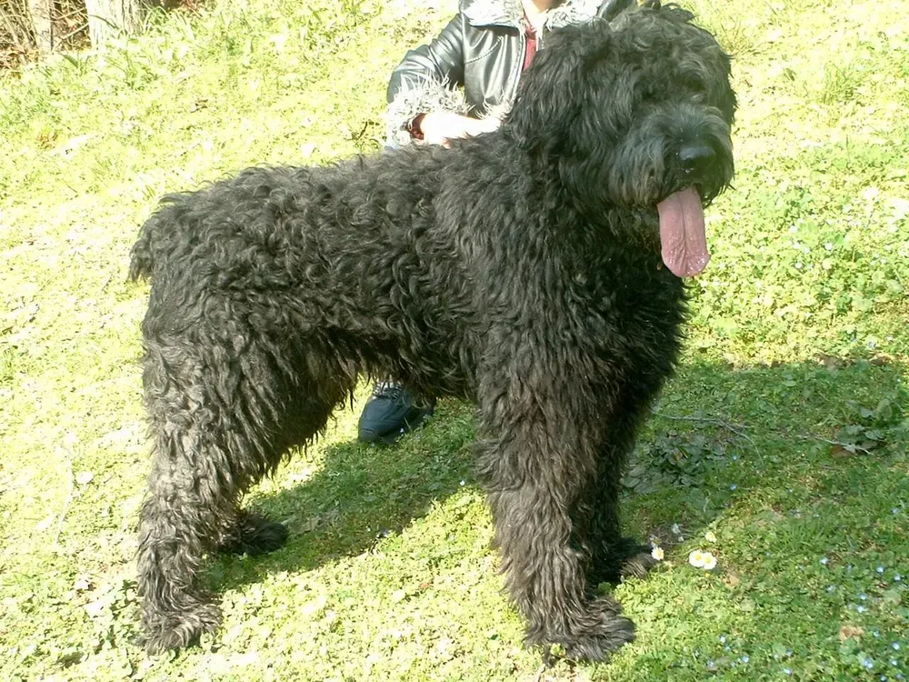 Boyero de Flandes: foto 3
