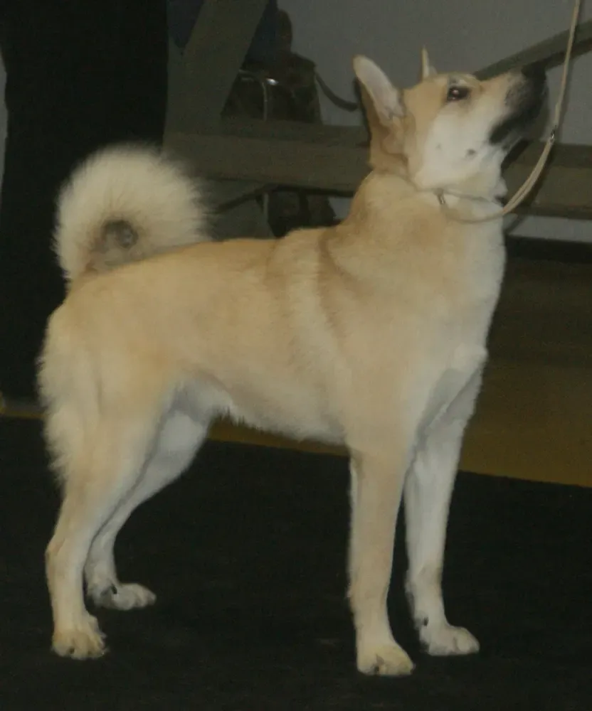 Buhund noruego: foto 3