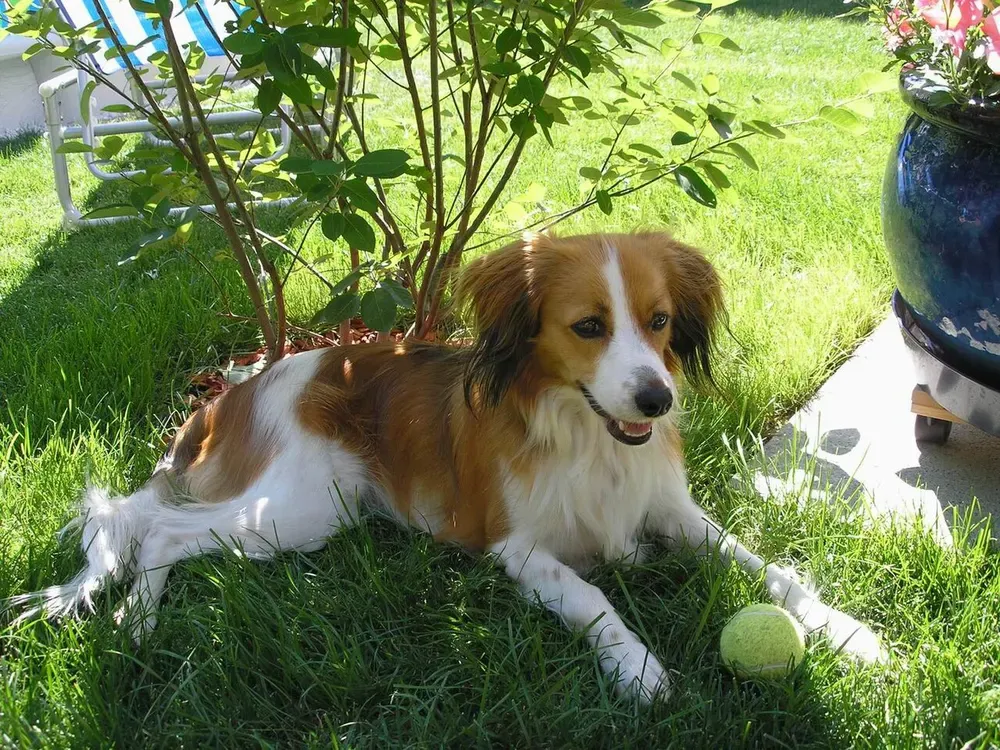 Kooikerhondje: foto 3