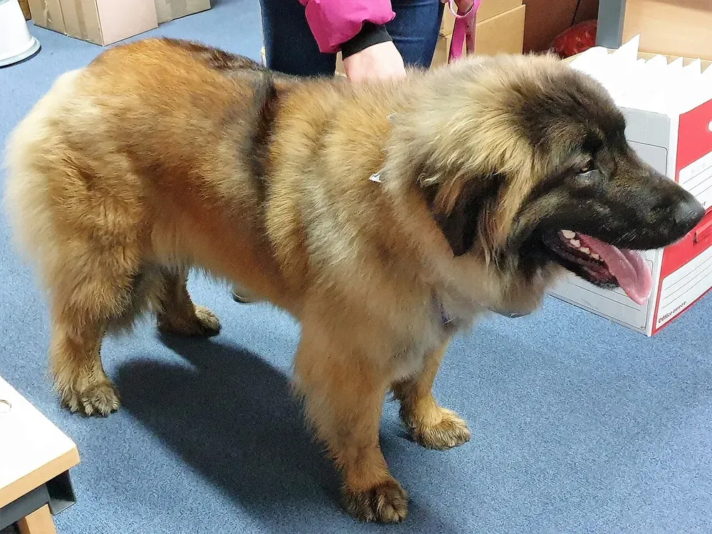 Leonberger: foto 3