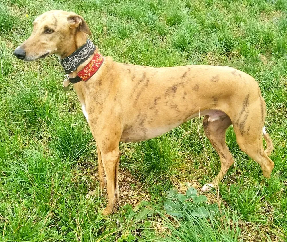 Galgo español: foto 3