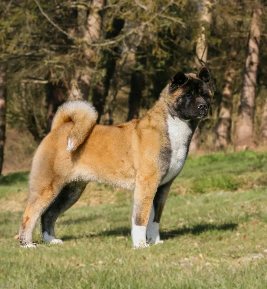 Akita americano: foto 3