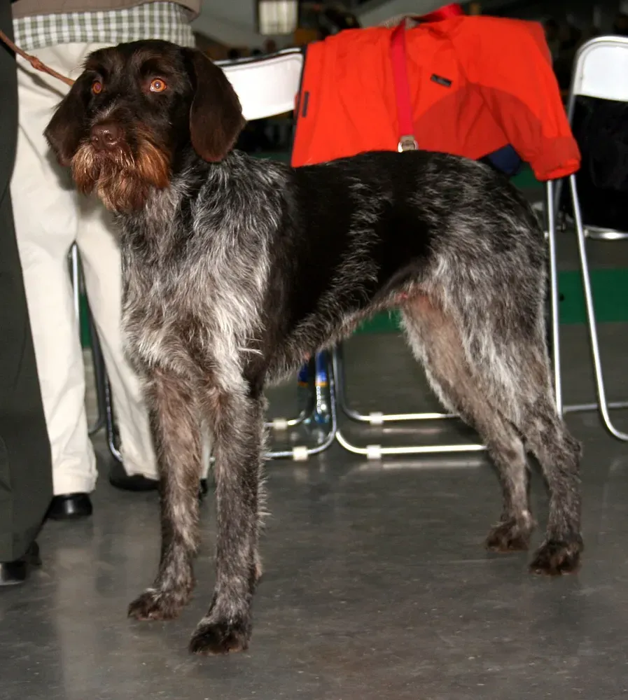 Grifón checo (Cesky fousek): foto 3
