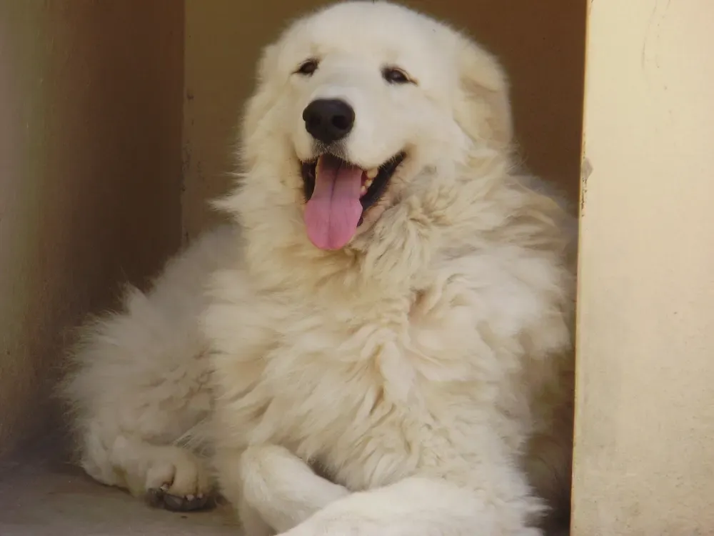 Kuvasz: foto 3