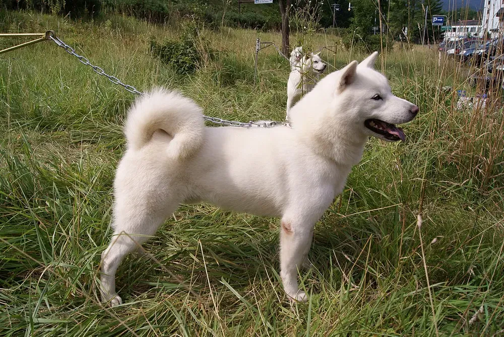 Hokkaido: foto 3