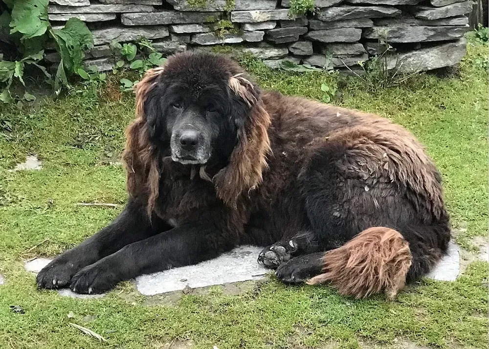 Mastín tibetano: foto 3