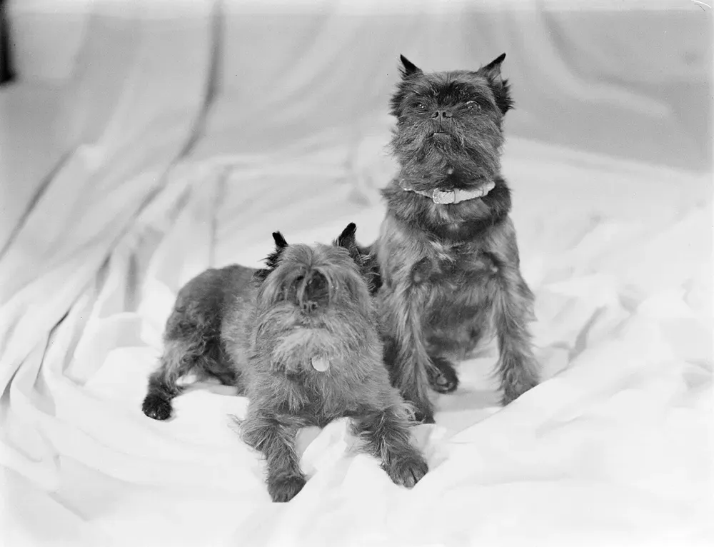 Affenpinscher: foto 3