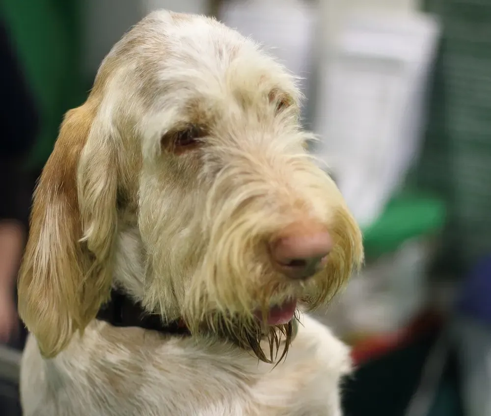 Spinone italiano: foto 3