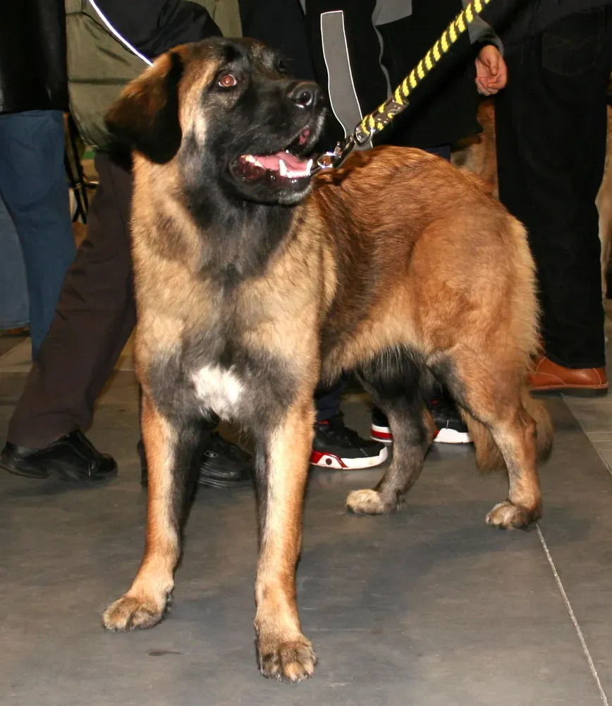 Perro de la Sierra de la Estrela: foto 3