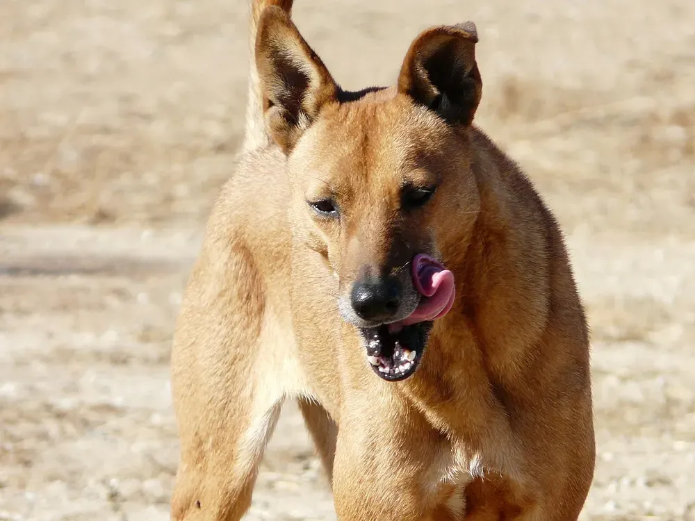 Carolina Dog: foto 3