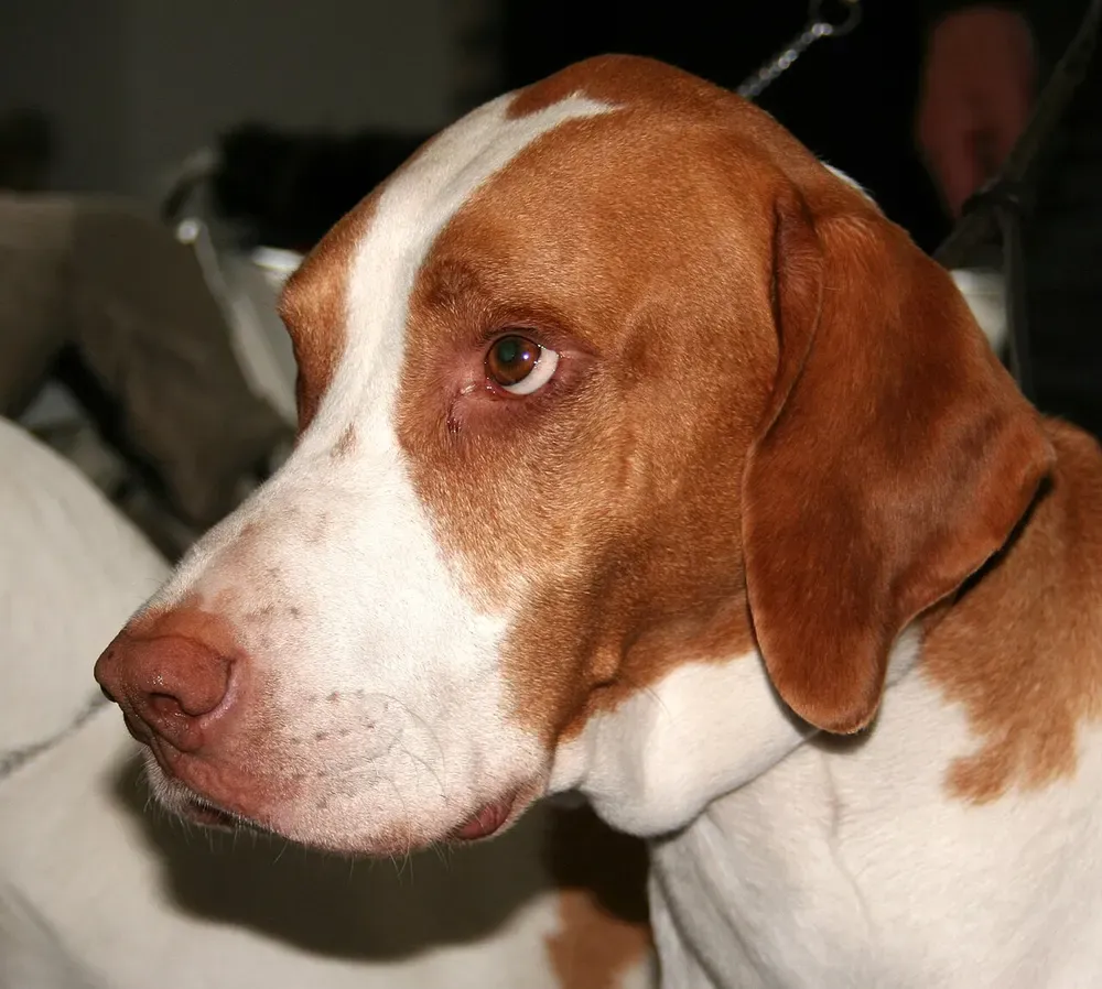 Braco Saint-Germain: foto 3