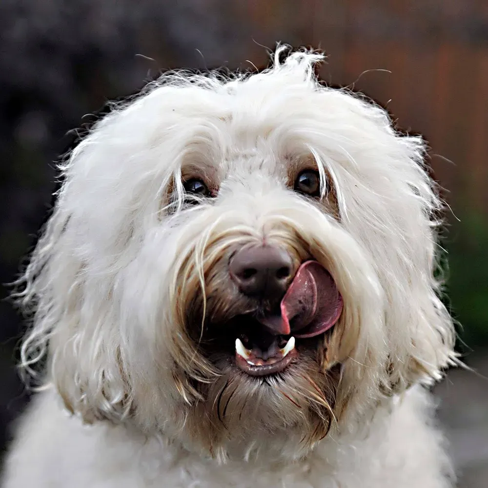 Australian Labradoodle: foto 3