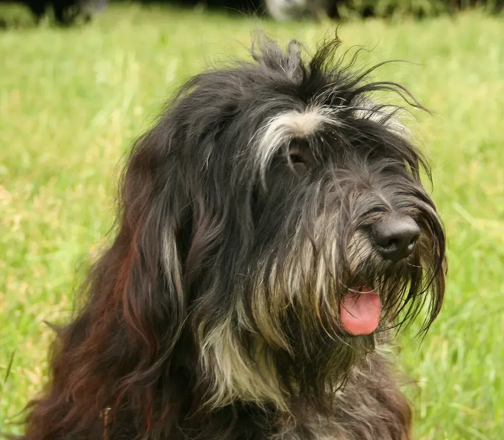 Perro de la Sierra de Aires: foto 3