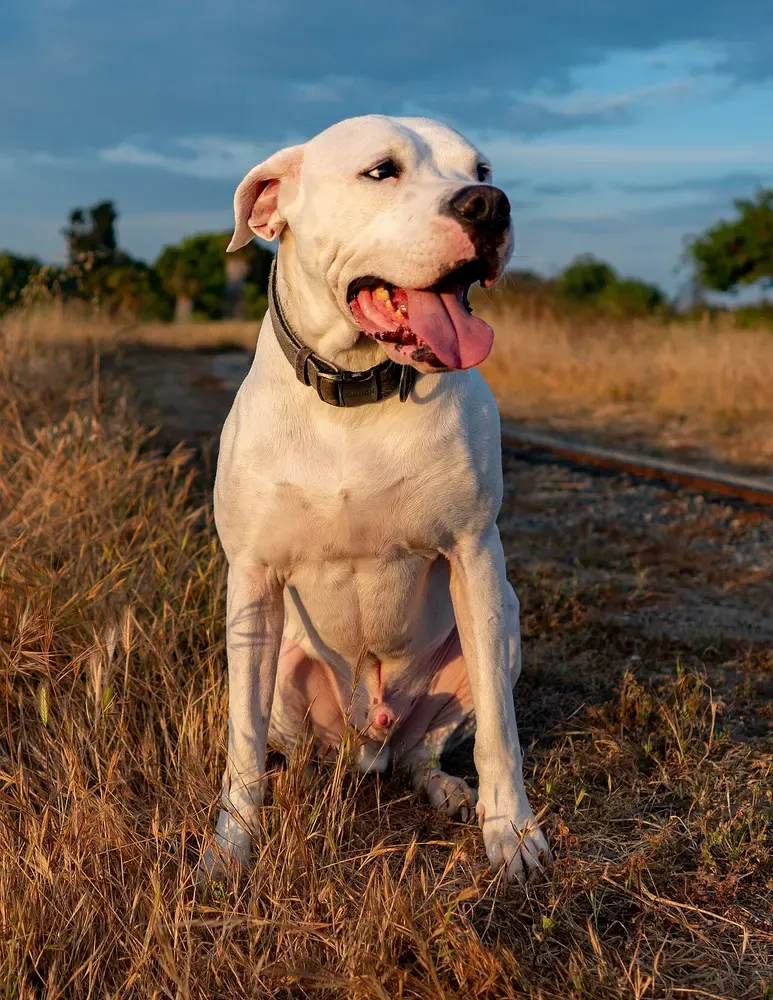Dogo argentino: foto 3