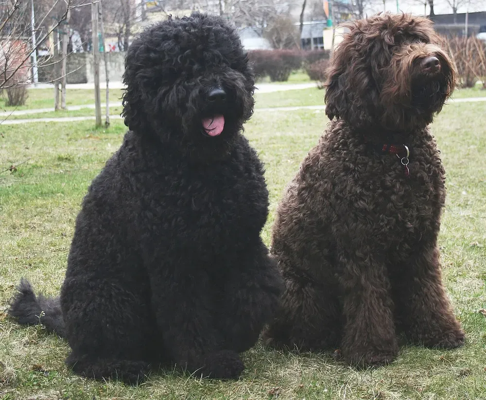 Barbet: foto 3
