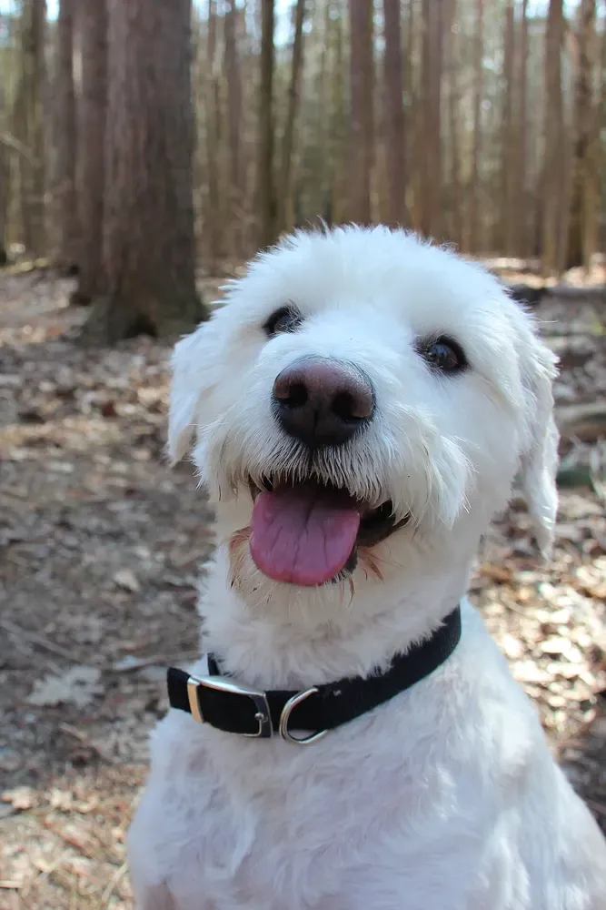 Schnoodle: foto 3