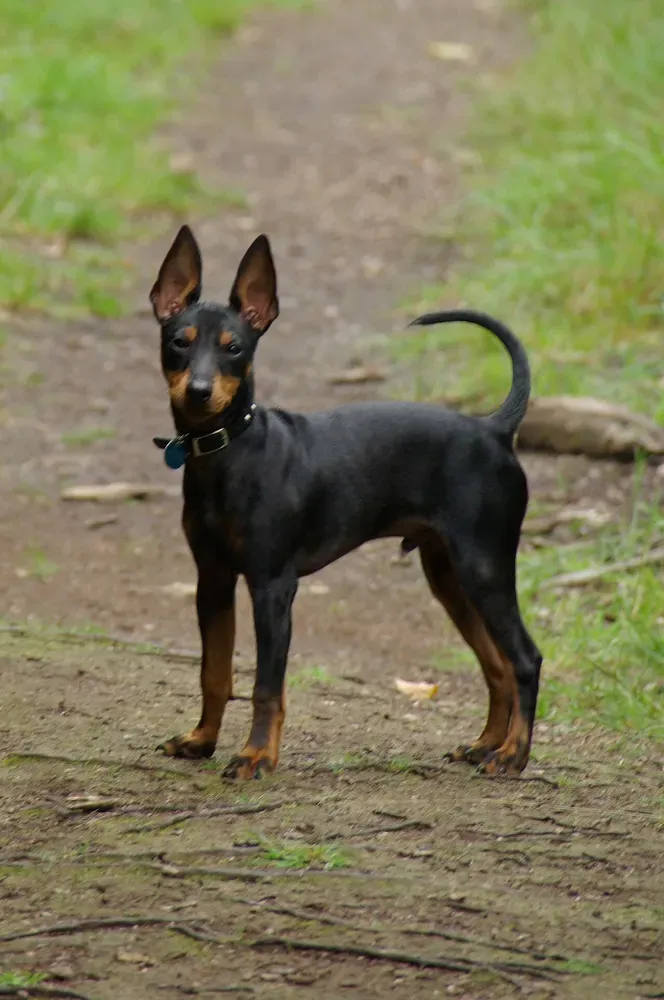 Toy terrier inglés: foto 3