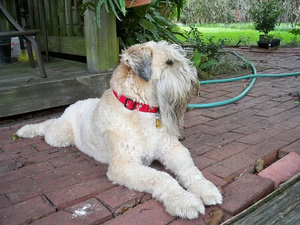 Terrier irlandés de pelo suave (Wheaten): foto 3